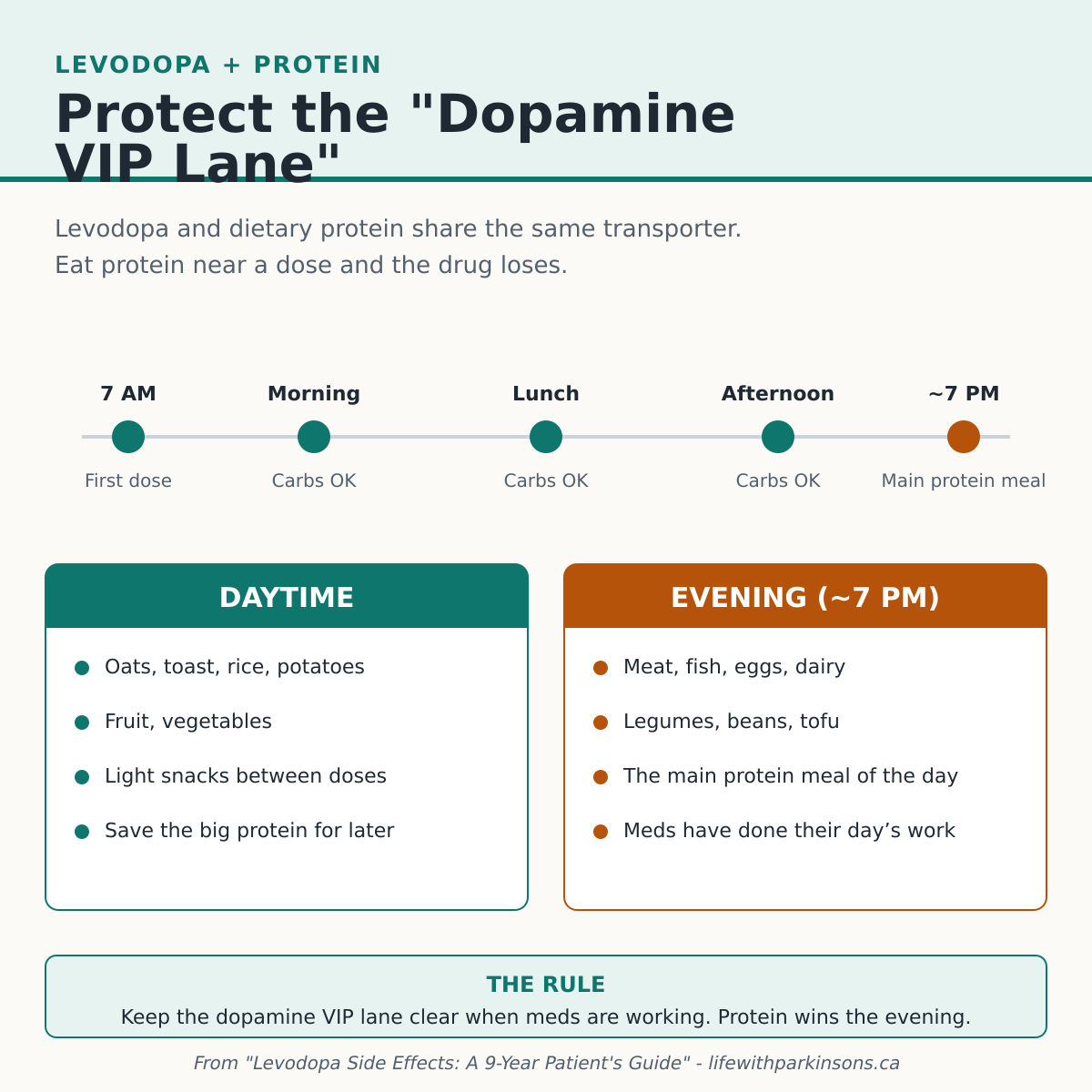Infographic - Protect the dopamine VIP lane. Levodopa and dietary protein share the same transporter. Eat carbs during the day (oats, toast, rice, fruit) and save the main protein meal for evening (around 7 PM) so morning and afternoon doses of levodopa absorb cleanly.