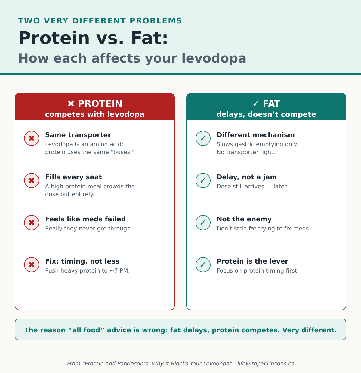 Comparison infographic. Protein competes with levodopa for the same intestinal transporters, crowding out the dose. Fat only slows gastric emptying, delaying absorption without competing.